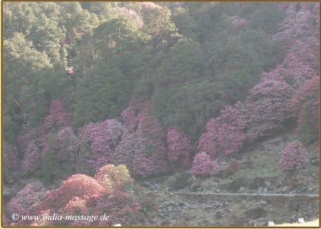 Aufstieg zum Chandrachilla, auf ca. 3200 m blühender Rhododendron