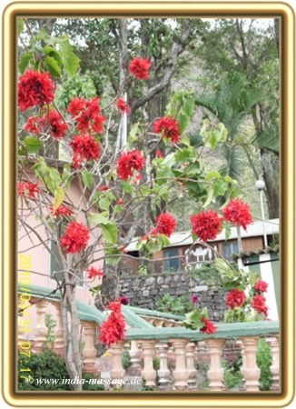 Weihnachtssterne sehen in Indien so aus